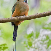 Turquoise-browed Motmot